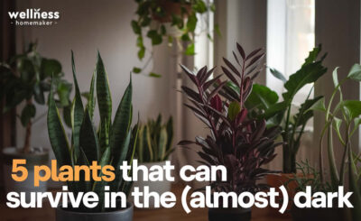 5 Plants That Can Survive In The Dark