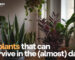 5 Plants That Can Survive In The Dark